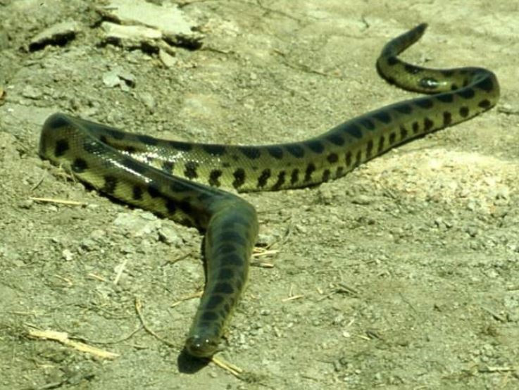 Verificada una cuarta especie de anaconda después de dos décadas