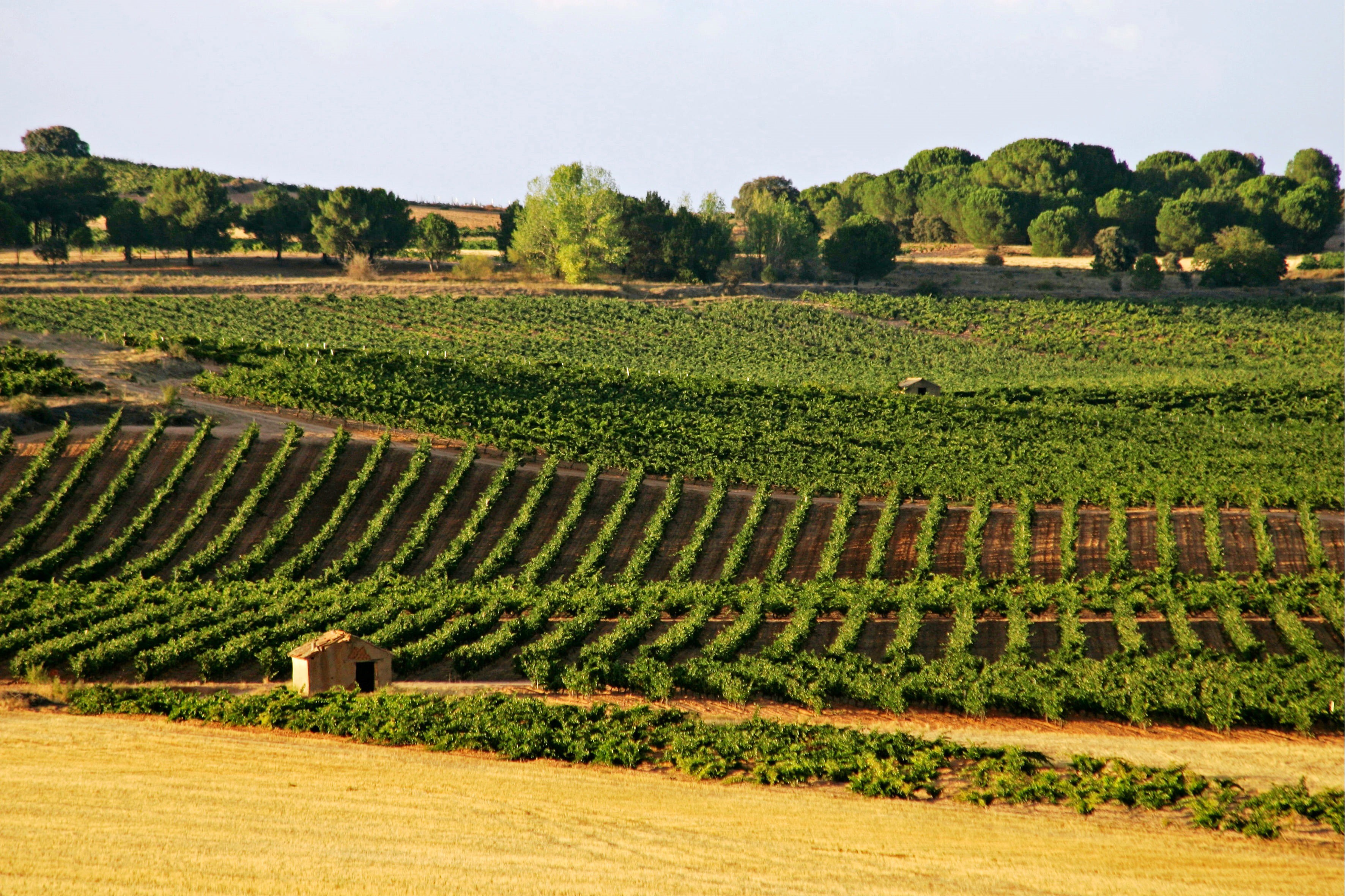 La UE acuerda flexibilizar el etiquetado de vino con bajo alcohol y potenciar la exportación