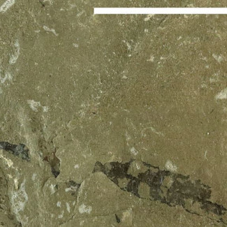 Hojas fosilizadas de Furcula granulifer del Triásico Tardío de Groenlandia, barra de escala = 5 cm