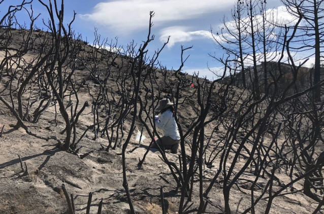 Investigador de la UCR tomando muestras de suelo de la cicatriz del incendio Holy Fire de 2018 en el sur de California.