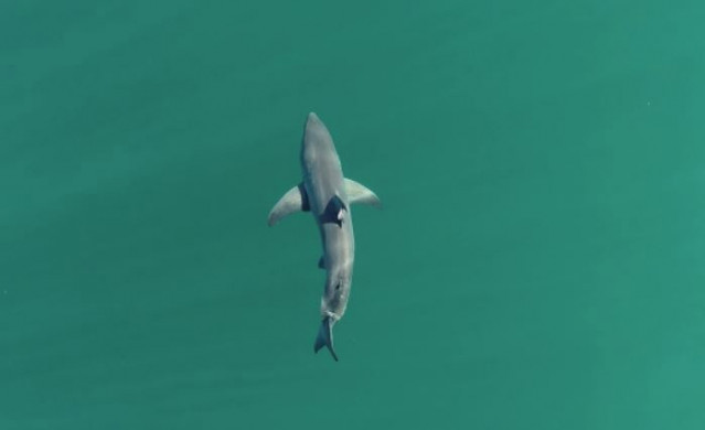 Tiburón blanco juvenil