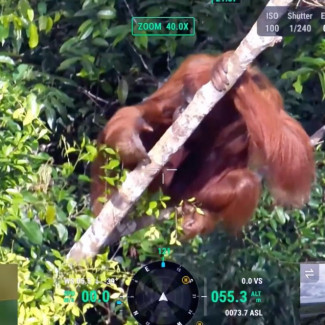Fotografía de un orangután desde un dron DJI Matrice 30T.