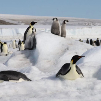 Pingüinos emperador
