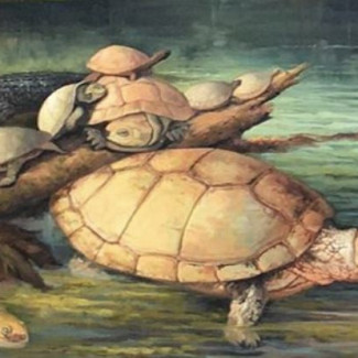 Recreación de las tortugas gigantes descubiertas en Socha, Boyacá, de la especie Puentemys mushaisaensis.