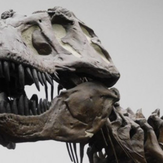 T. Rex vivió a finales del Cretácico (hace unos 66 millones de años) y era exclusivo del oeste de América del Norte.