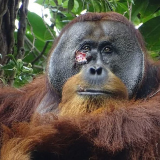 Herida facial de Rakus macho adulto  (foto tomada dos días antes de aplicar la malla vegetal a la herida).