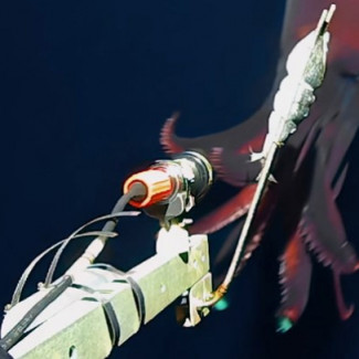 Imagen del calamar de aguas profundas frente a la cámara que lo grabó