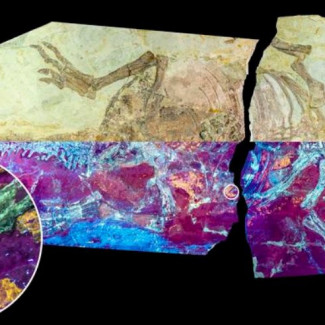 Se estudió el espécimen de dinosaurio NJUES-10 bajo luz natural (mitad superior) y ultravioleta (mitad inferior) que muestra la fluorescencia de color amarillo anaranjado de la piel fósil.
