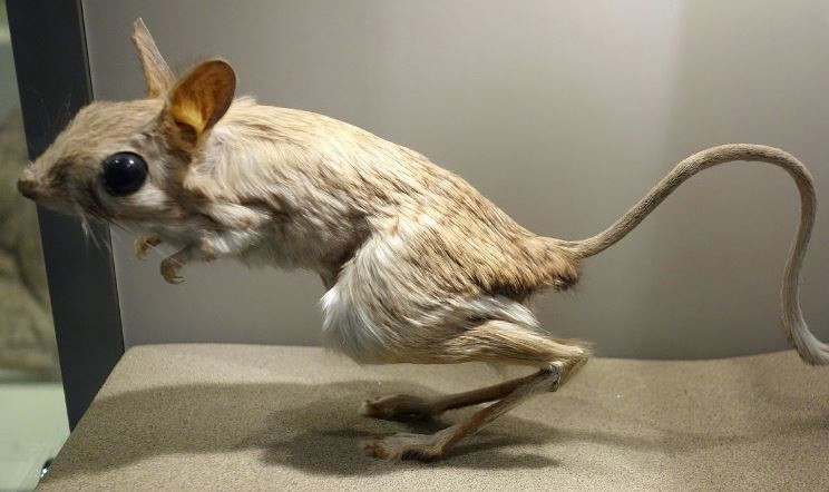 Músculos como los de The Flash observados en patas de ratón