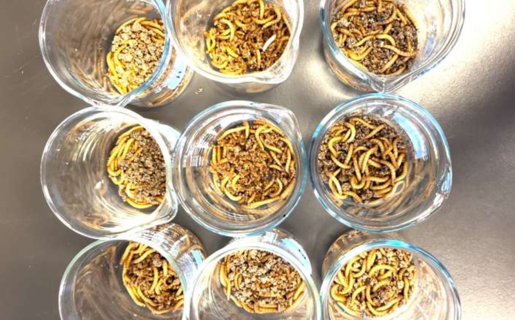 Insectos se mantienen saludables comiendo microplásticos