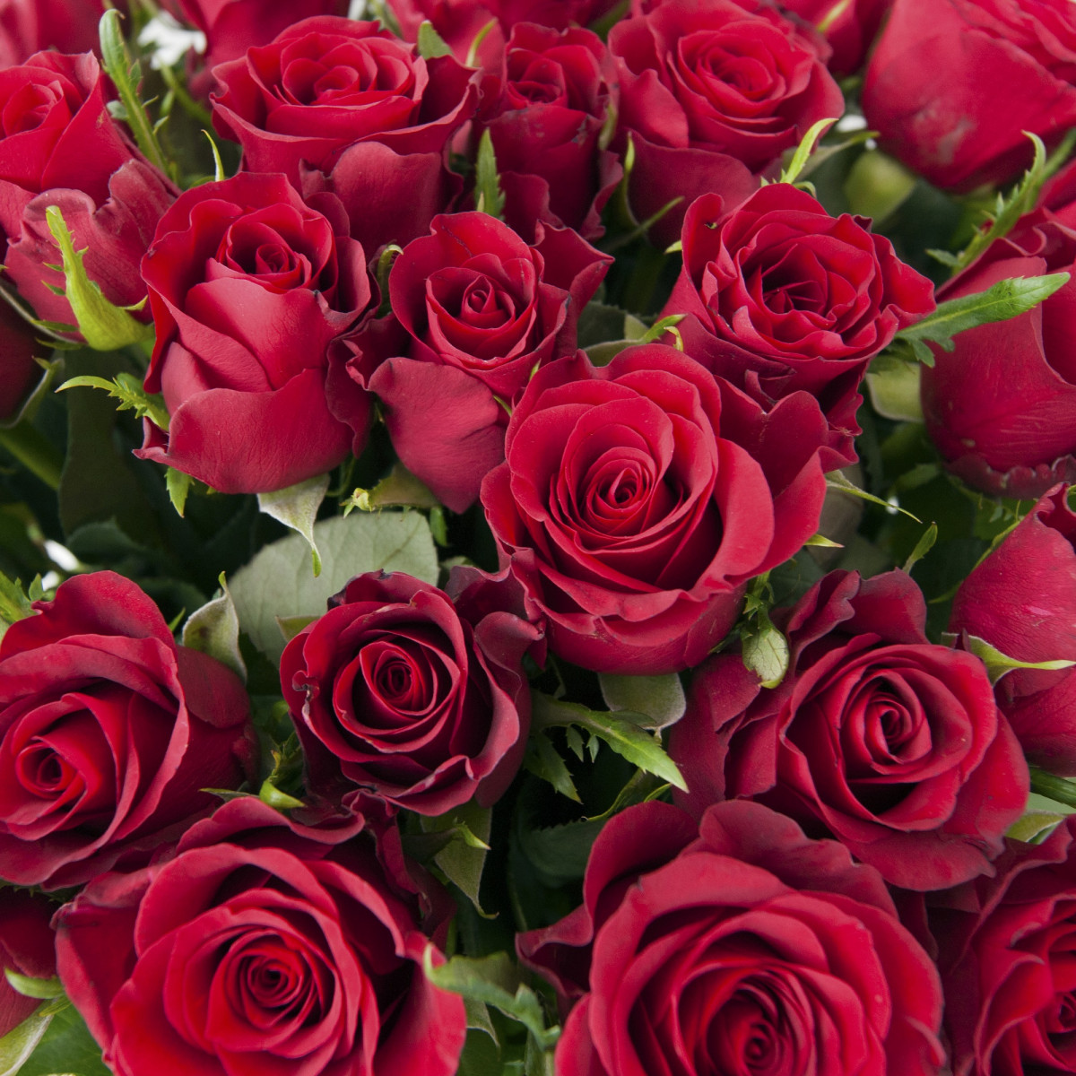 San Valentin 4
