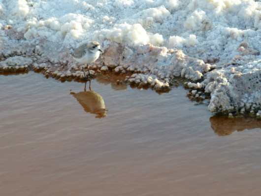 Salar de atacama web