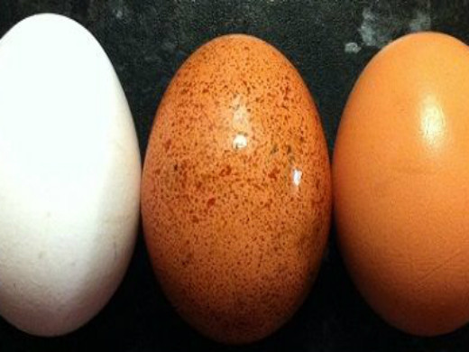 Huevos web