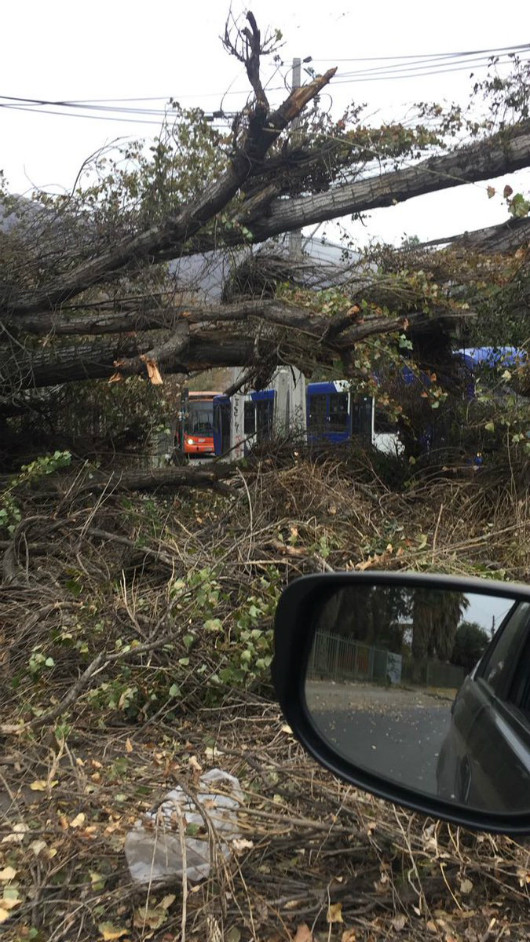 Caida de arboles por temporal de viento