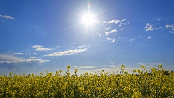 Sol con plantas