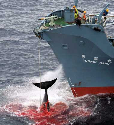 Ballenas (japon)