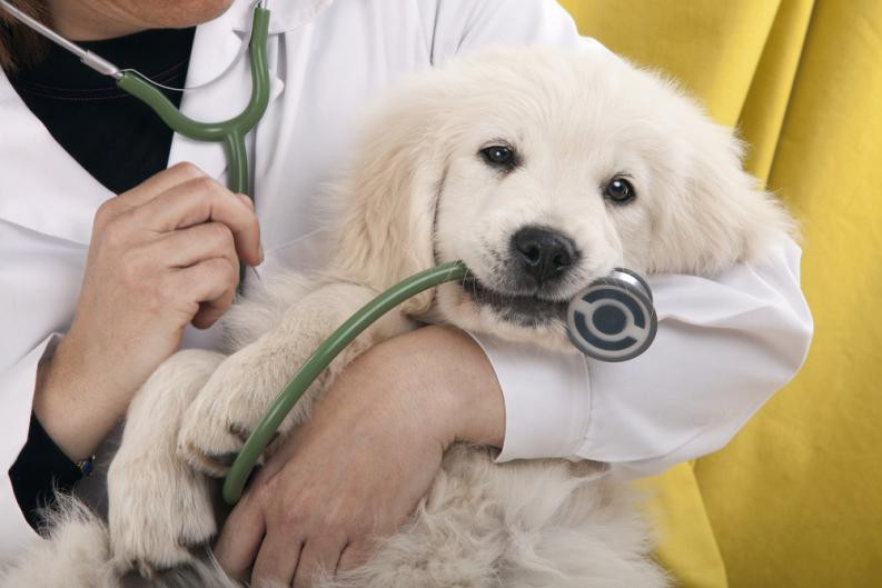 Veterinario