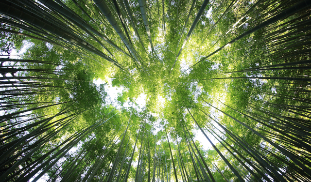 Naturaleza 3