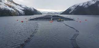 Salmones austral 2
