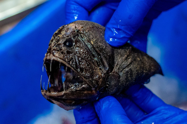 Pez abisal Anoplogaster recogido en la investigación