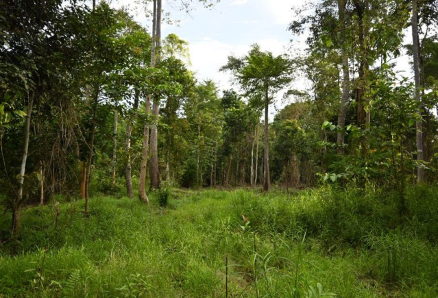 Árboles Tropicales