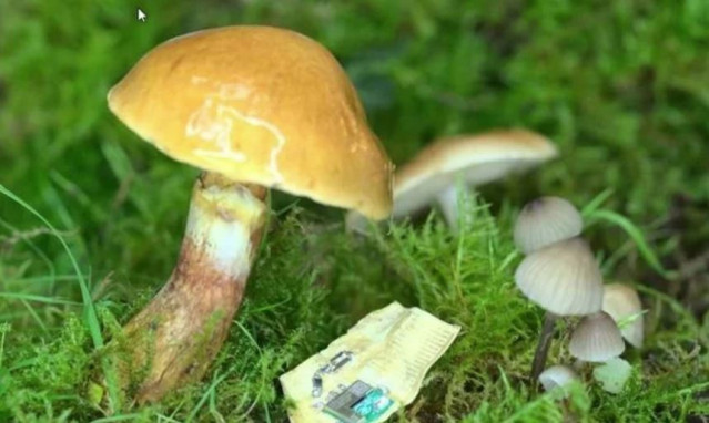 MycelioTronics en electrónica.