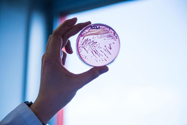 Archivo - Bacteria E. Coli resistente a múltiples fármacos