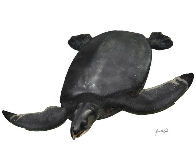 Recreación Artística De La Nueva Especie Leviathanochelys Aenigmatica