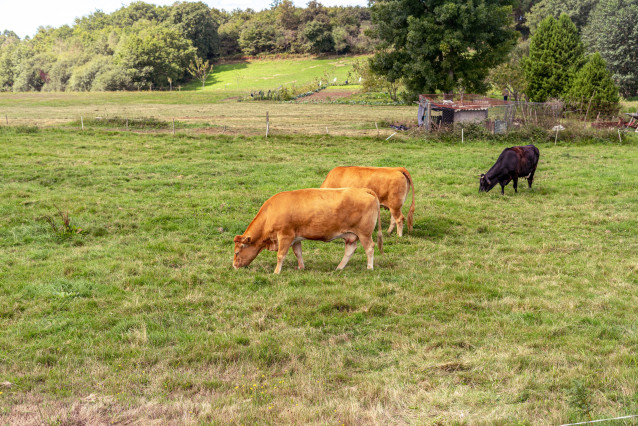Archivo - Vacas pastando en el campo