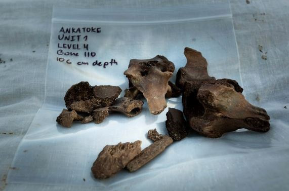 Cocodrilo extirpado y huesos de hipopótamo pigmeo extintos excavados en Ankatok en una capa que data de hace 3000 o 4000 años