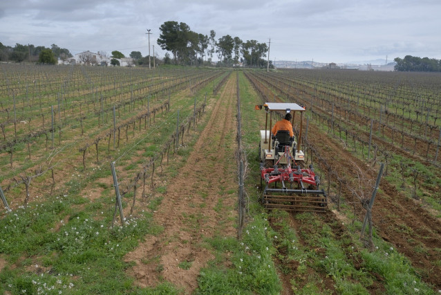 Archivo - Familia Torres ensaya un tractor eléctrico pionero en Europa para el viñedo