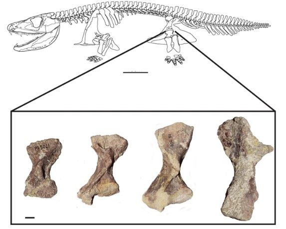 Muestras de fémur utilizadas para el estudio de un fósil de tetrápodo temprano