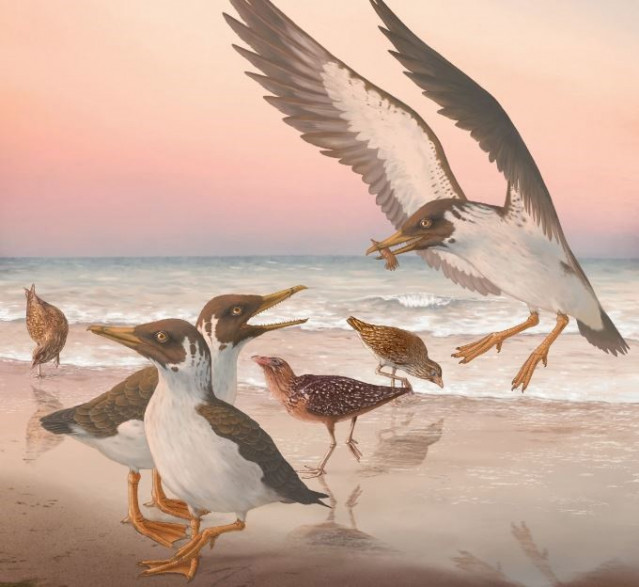 Este hallazgo también sugiere que los cráneos de avestruces, emús y sus parientes evolucionaron 'hacia atrás', volviendo a una condición más primitiva después de que surgieron las aves modernas.