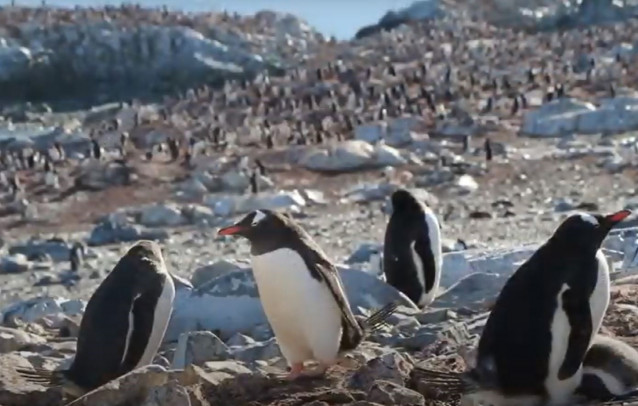 Colonia de pingüinos