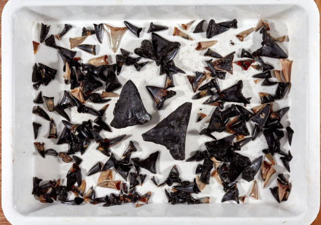 Dientes de tiburón recogidos del lecho marino cerca de las islas Cocos (Keeling) a una profundidad de 5400 m