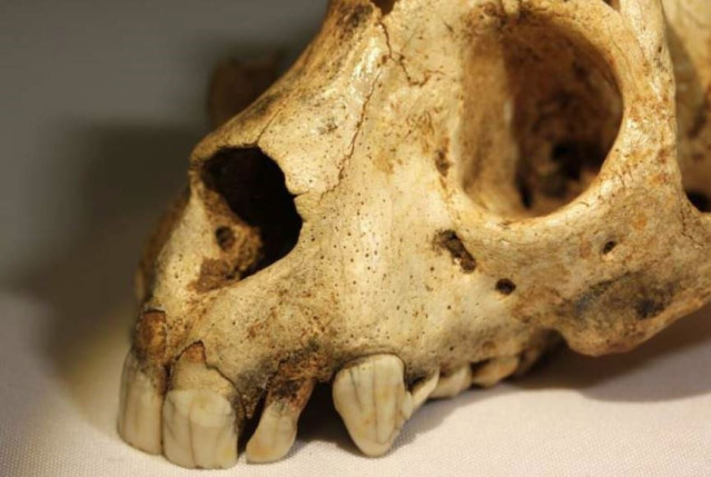 Cráneo de Archaeolemur que muestra una dentición anterior grande y robusta.