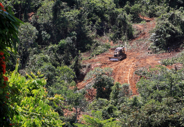 Bosque tropical talado