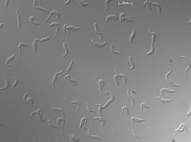 Células de ‘Trypanosoma brucei’ en cultivo observadas al microscopio. /
