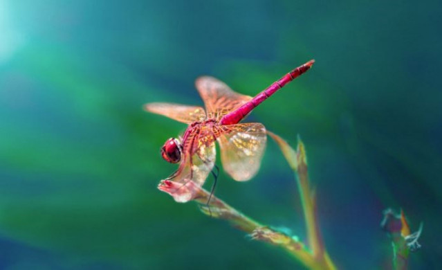 Especies como el moscardón y la mosca dragón fueron capaces de detectar los cambios a la mayor velocidad: son capaces de procesar los cambios visuales 300 veces por segundo.
