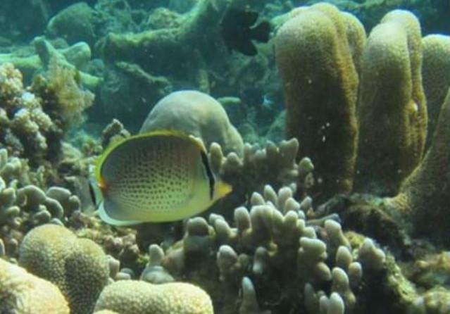 Especie de pez mariposa Chaetodon guttatissimus, Isla de Navidad, Océano Índico