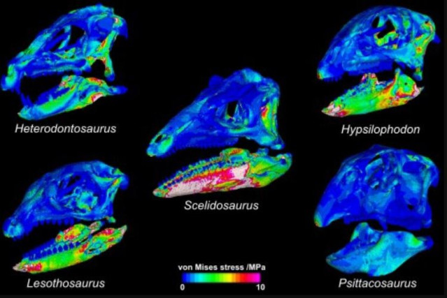 Algunos de los modelos de elementos finitos que comparan el rendimiento de la mordida en los cinco dinosaurios ornitisquios del estudio, con diferentes modelos que muestran diferentes puntos de mordida.