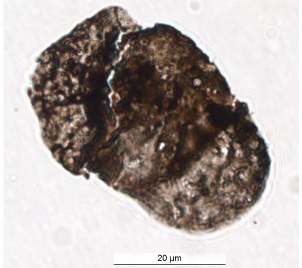 Alisporites tenuicorpus el grano de polen utilizado en este trabajo.
