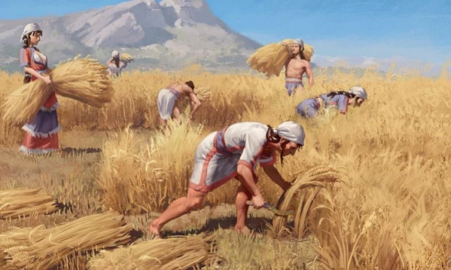 Familia De La Edad De Bronce Cosechando Grano.