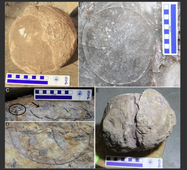 Fotografías de campo de huevos y contornos de huevos que muestran diversas características.