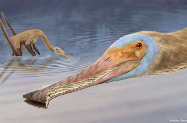 Impresión artística de Balaenognathus maeuseri.