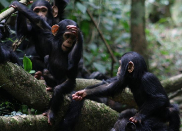Grupo de chimpancés
