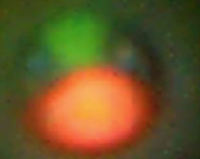 Esta Imagen Microscópica Fluorescente De Un Medakamo Hakoo Muestra Un Cloroplasto (Rojo), Un Núcleo (Verde) Y Un Citoplasma (Azul) En La Célula Del Alga.