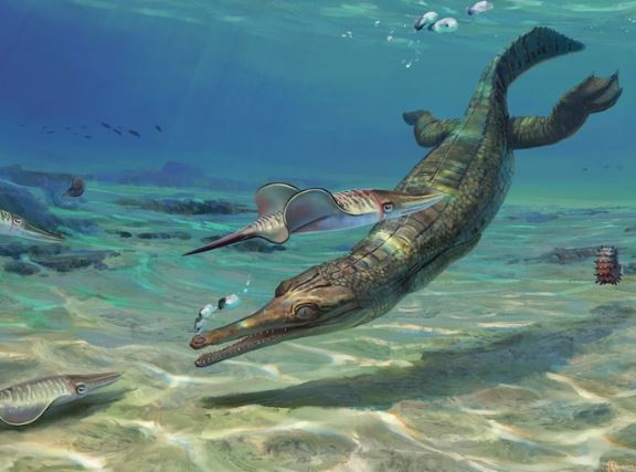 Turnersuchus hingleyae