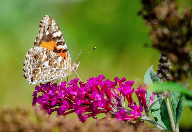 Fotografía de una mariposa dama pintada australiana (Vanessa kershawi).