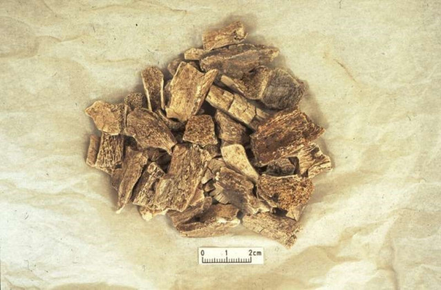 Huesos cremados de animales y humanos del cementerio vikingo de Heath Wood.